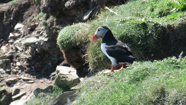 Atlantic Puffin - ML651735422