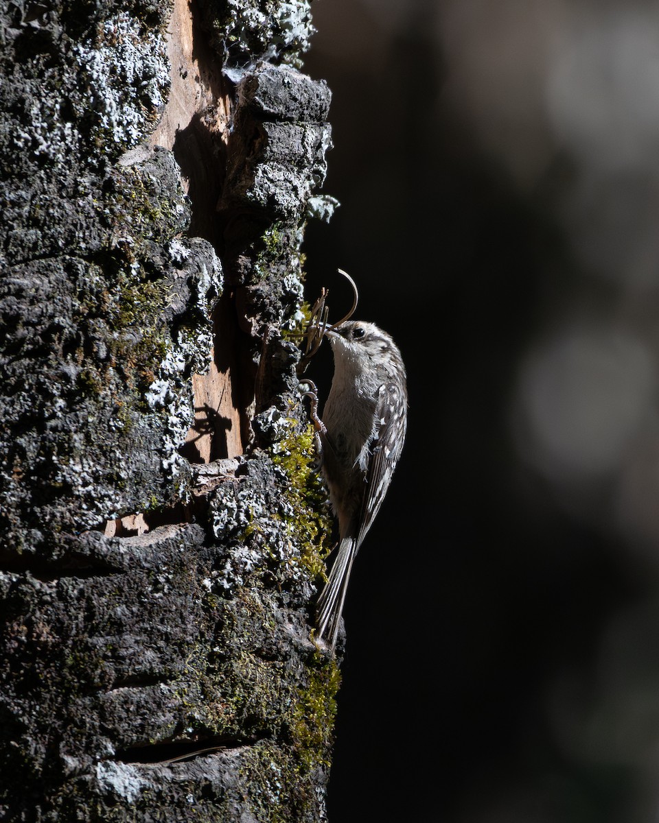 Brown Creeper - ML651735449