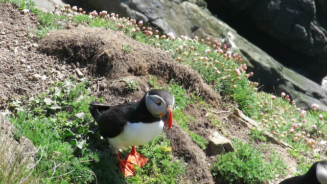 Atlantic Puffin - ML651735483