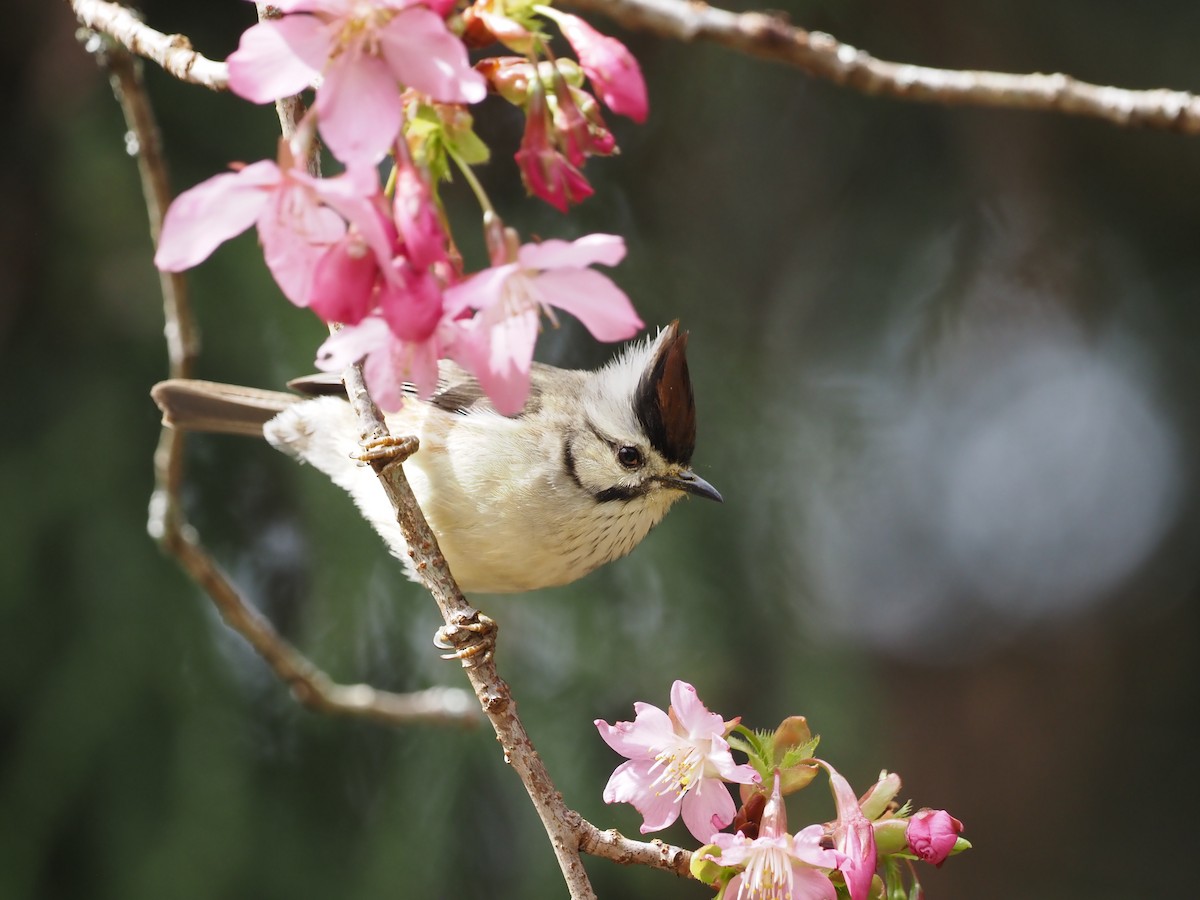 Taiwan Yuhina