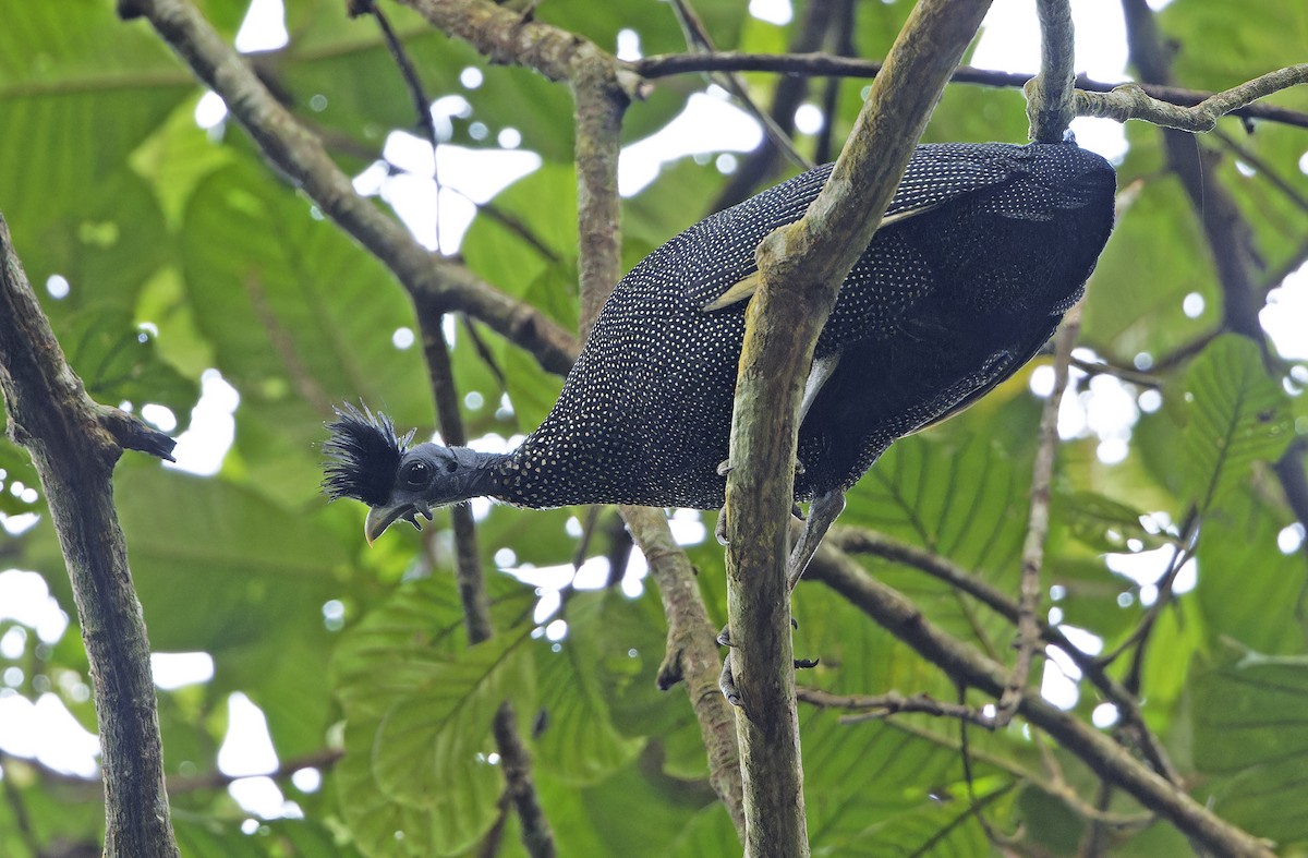 Plumed Guineafowl - ML651736042