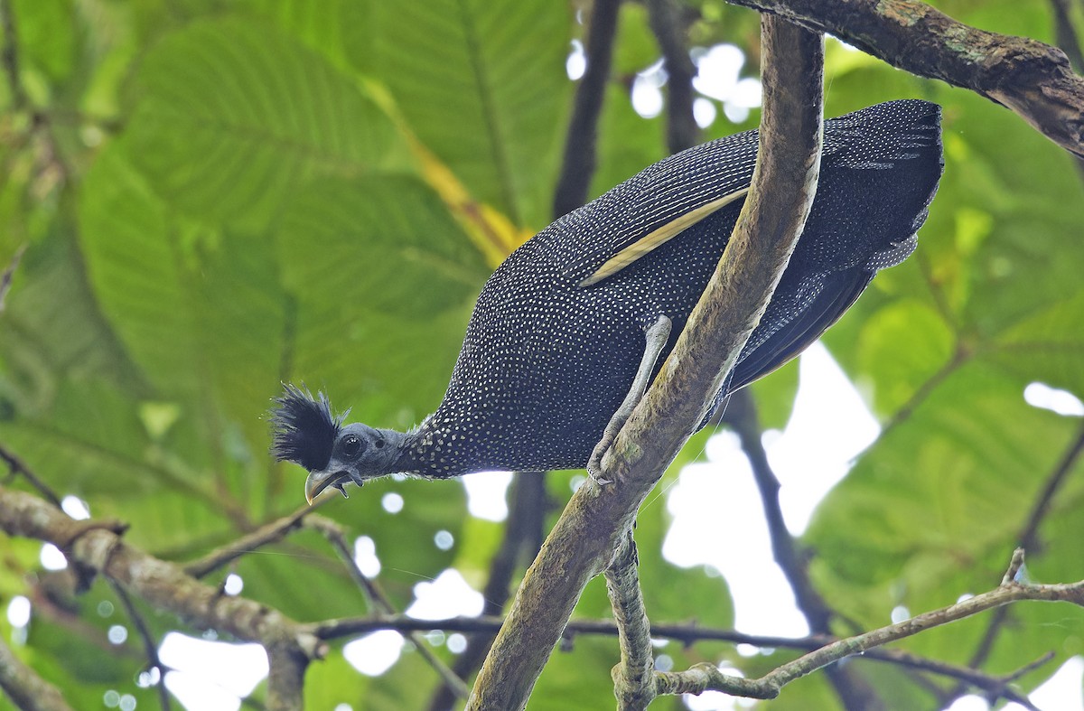 Хохлатая цесарка - ML651736043