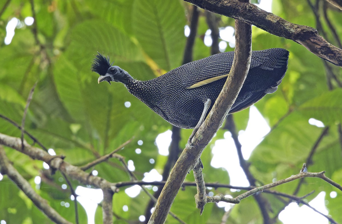 Хохлатая цесарка - ML651736044