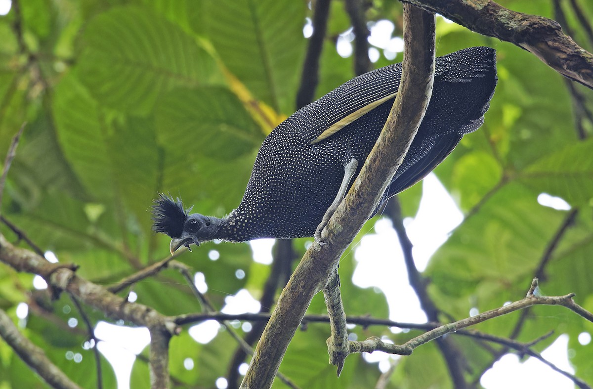 Хохлатая цесарка - ML651736045