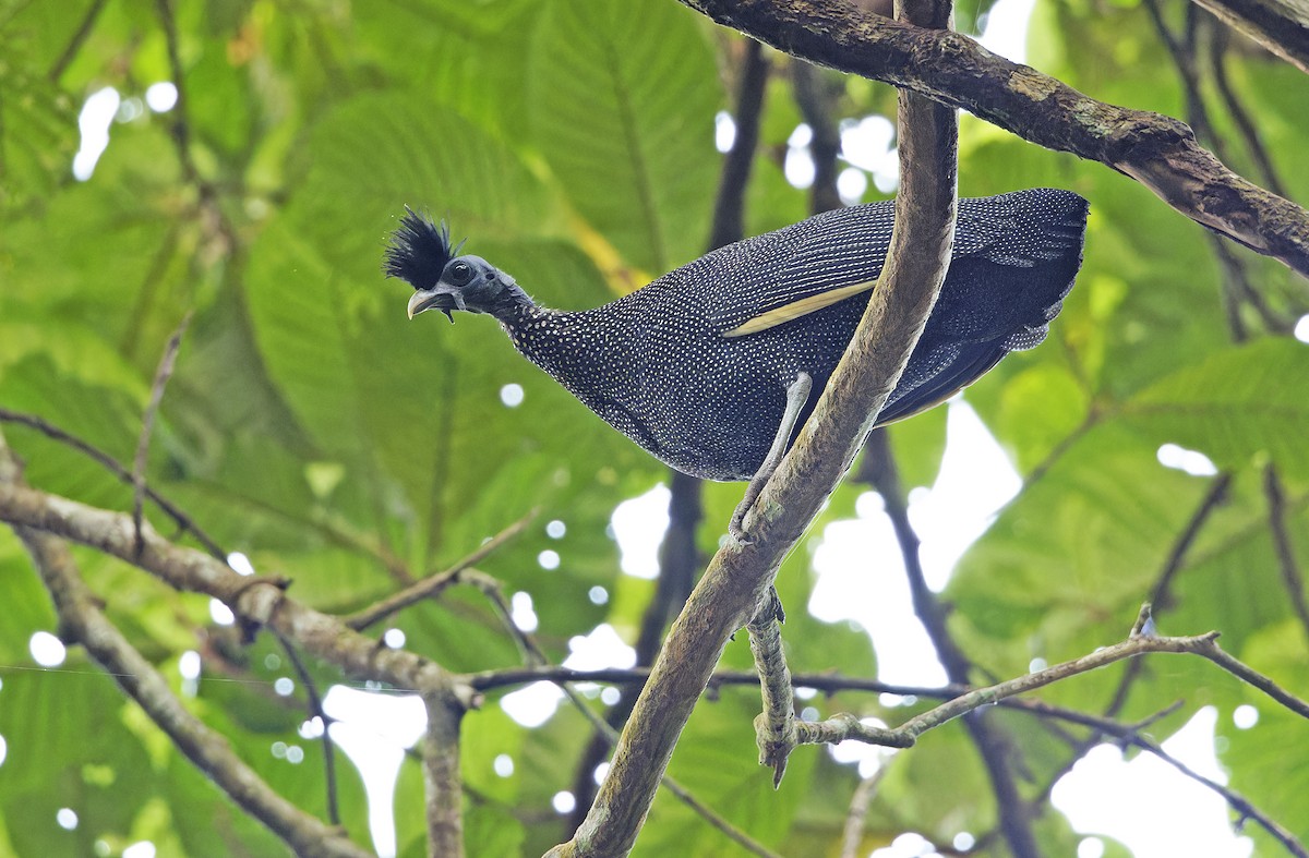 Хохлатая цесарка - ML651736046