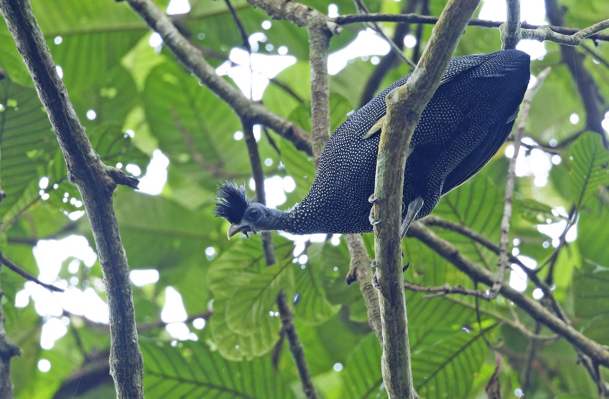 Хохлатая цесарка - ML651736047