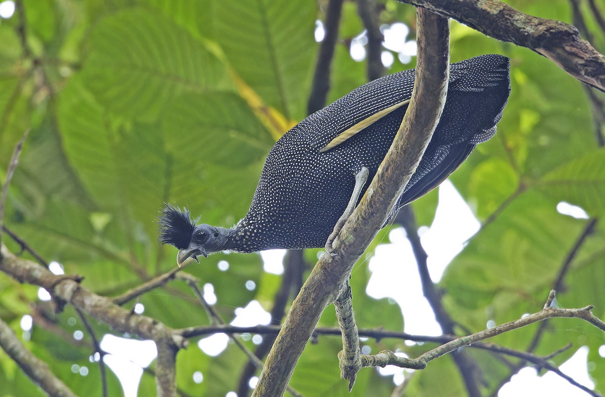 Хохлатая цесарка - ML651736048