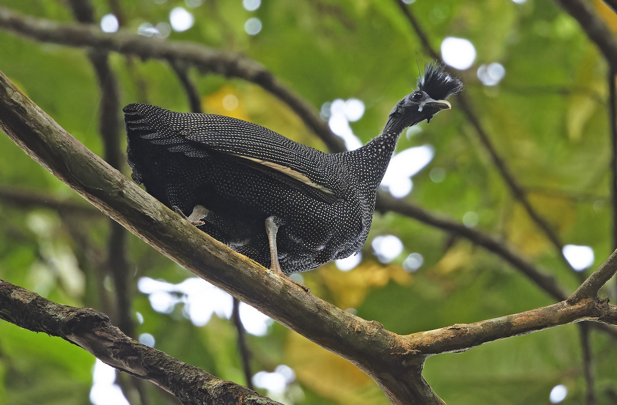 Хохлатая цесарка - ML651736049