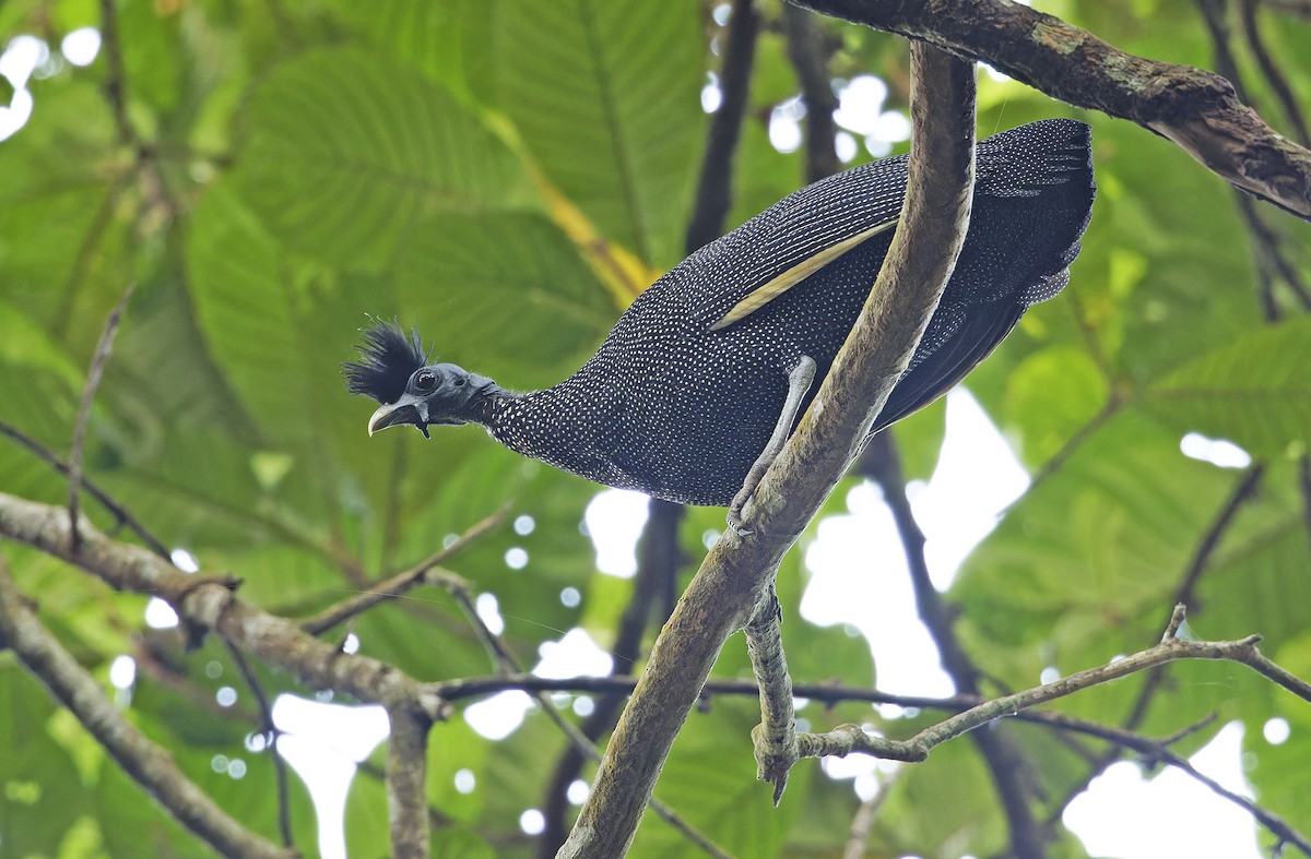 Хохлатая цесарка - ML651736050