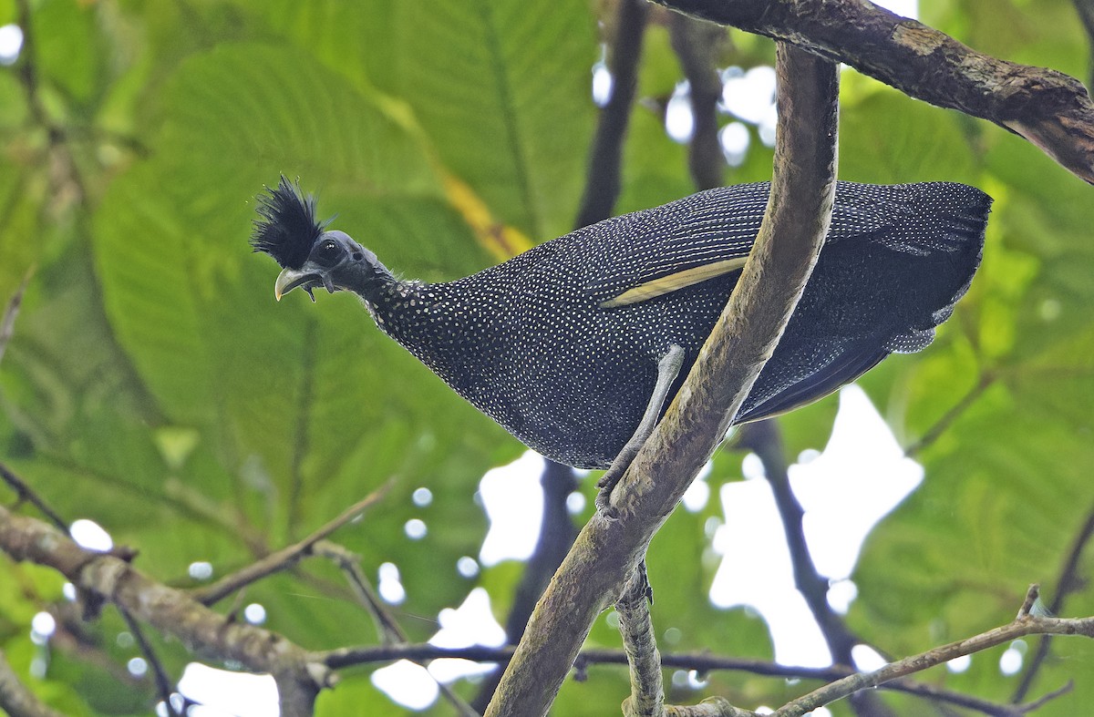 Хохлатая цесарка - ML651736051