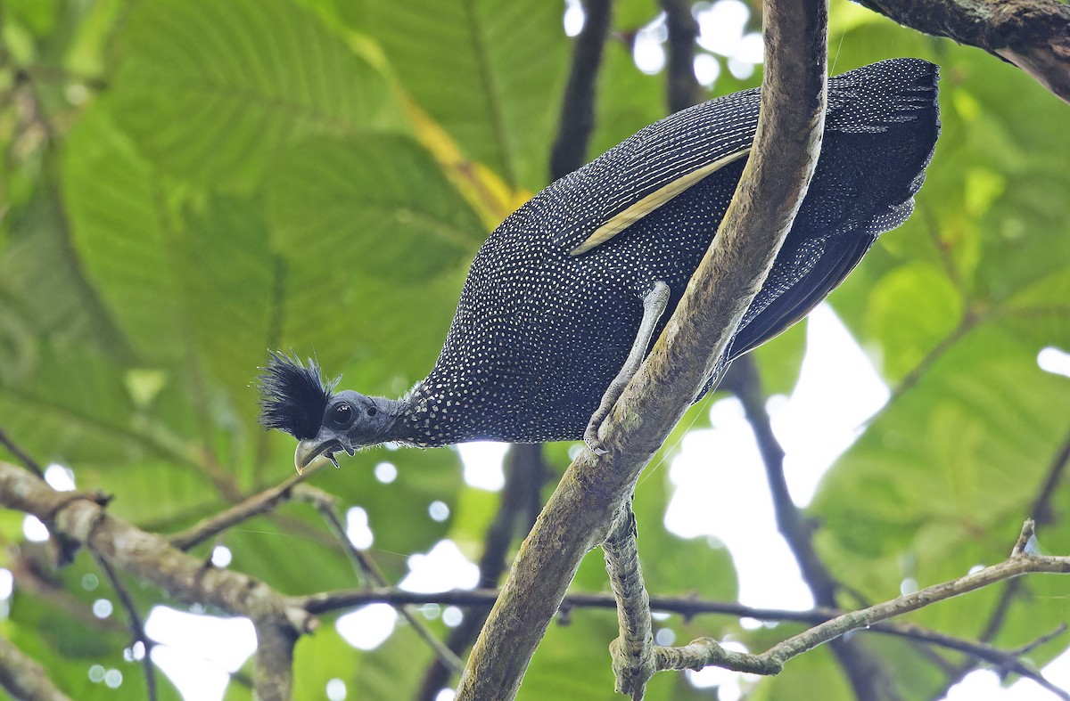 Хохлатая цесарка - ML651736052