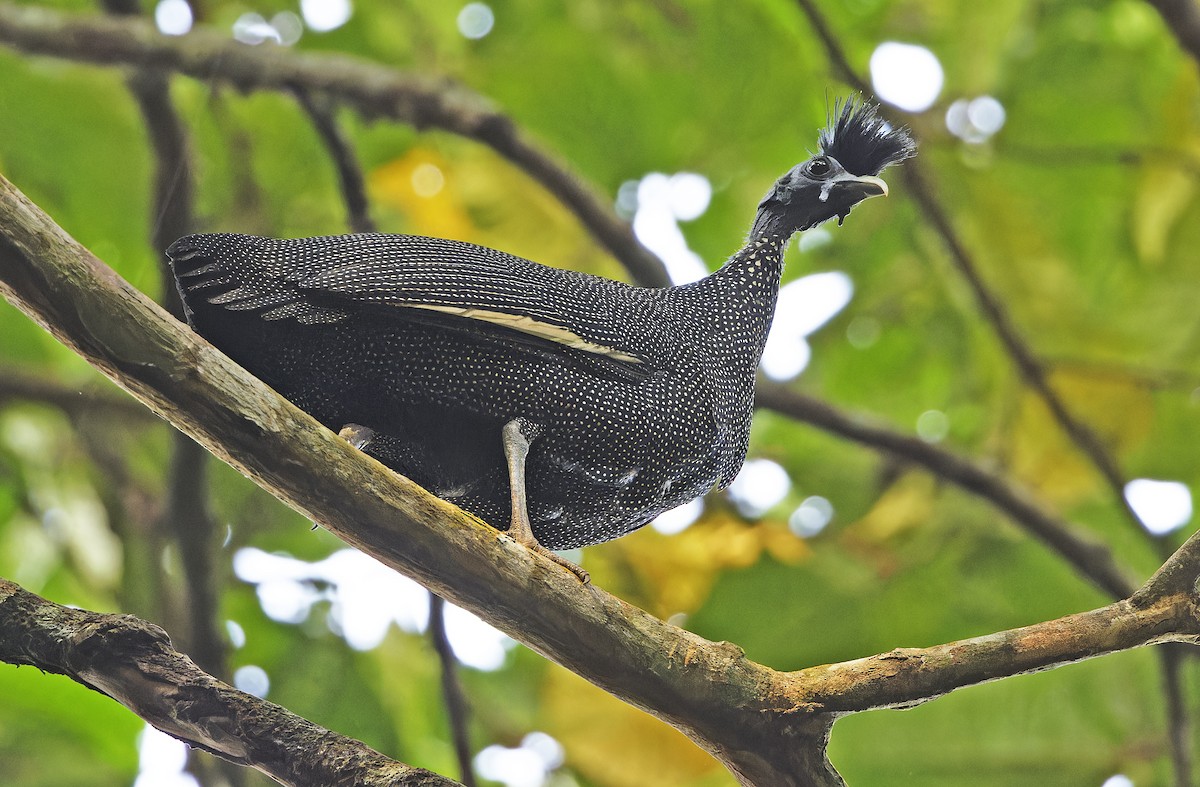 Хохлатая цесарка - ML651736053