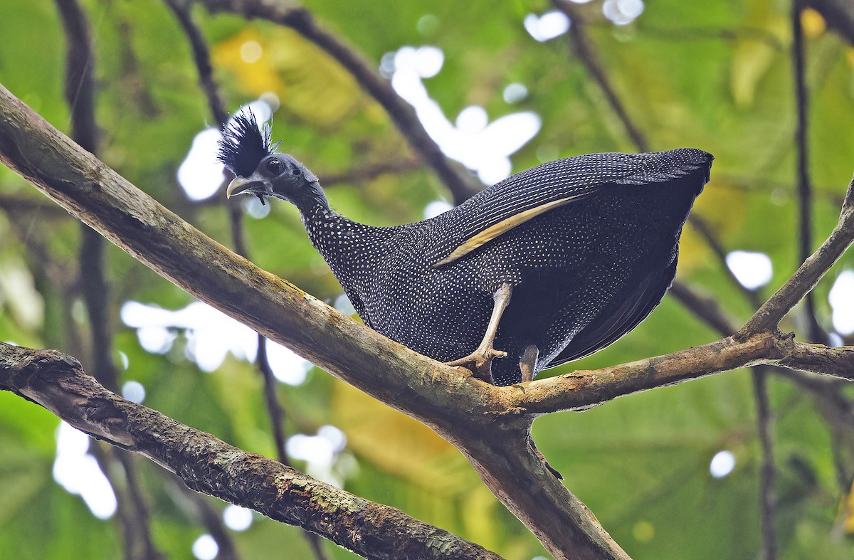 Хохлатая цесарка - ML651736054