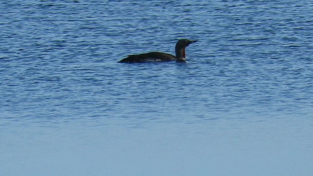 紅喉潛鳥 - ML651736212