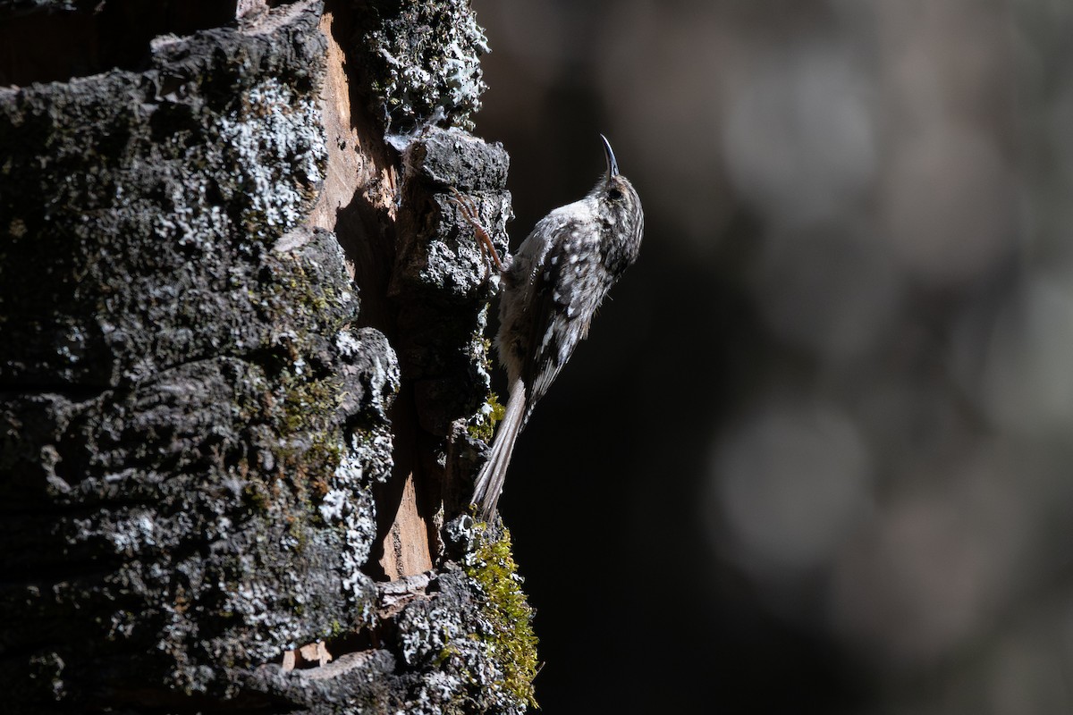 Brown Creeper - ML651736258