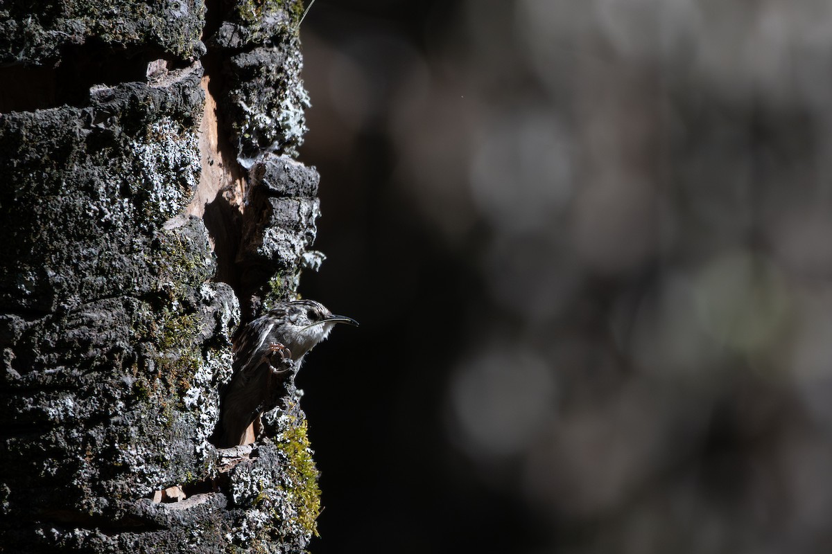 Brown Creeper - ML651736259