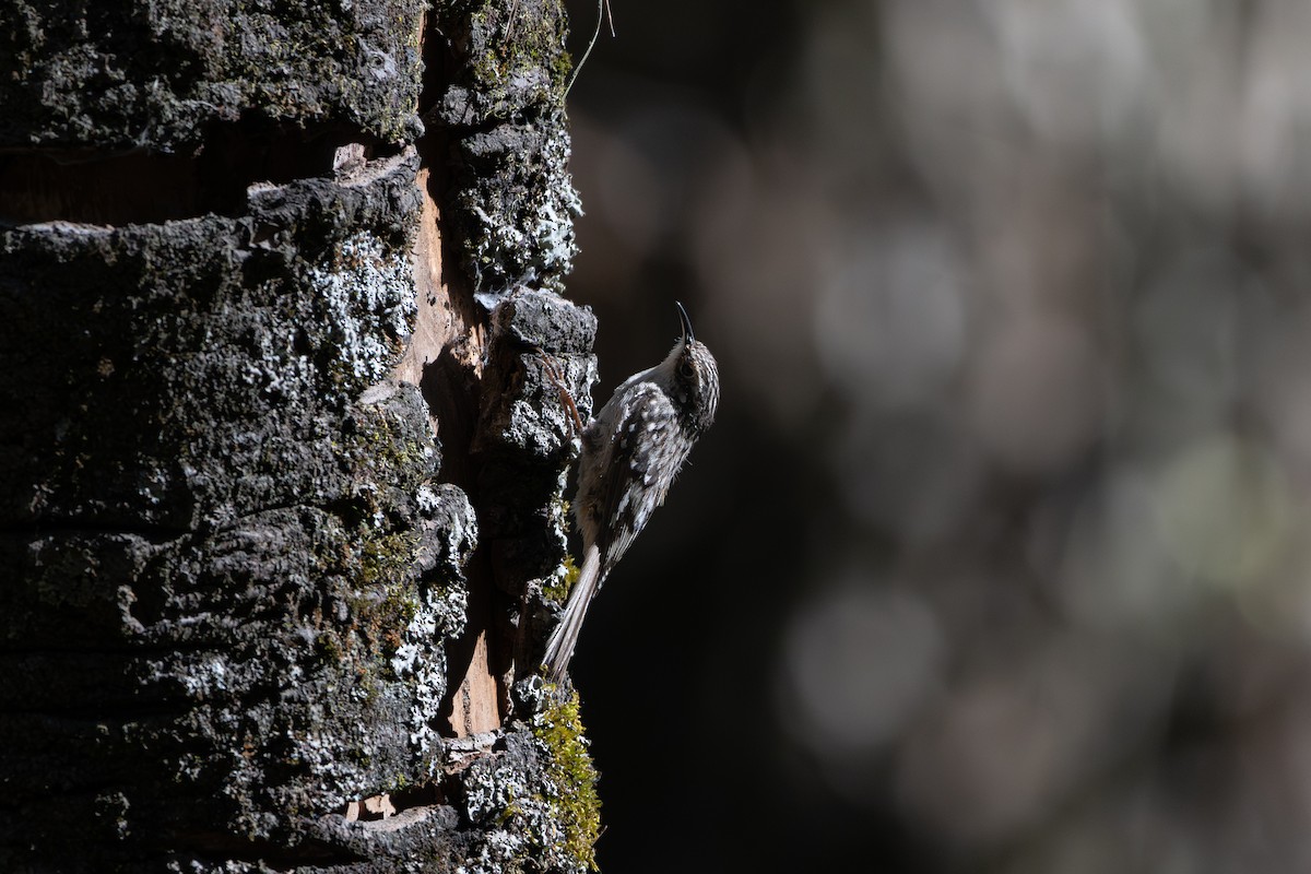 Brown Creeper - ML651736260