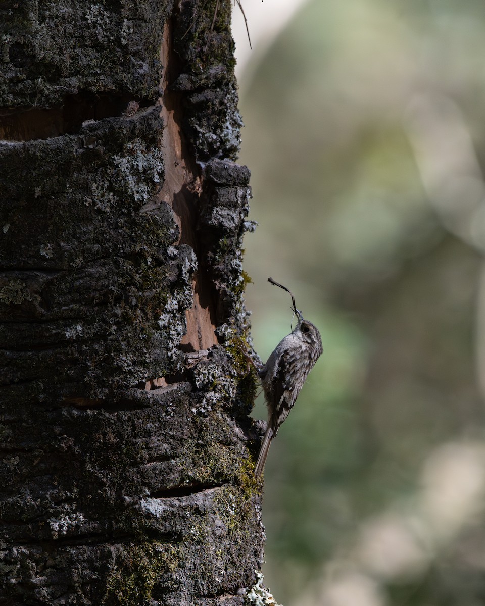 Brown Creeper - ML651736261