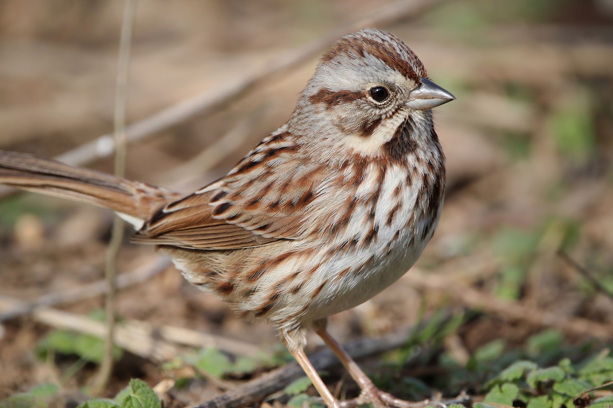 Song Sparrow - ML651737064
