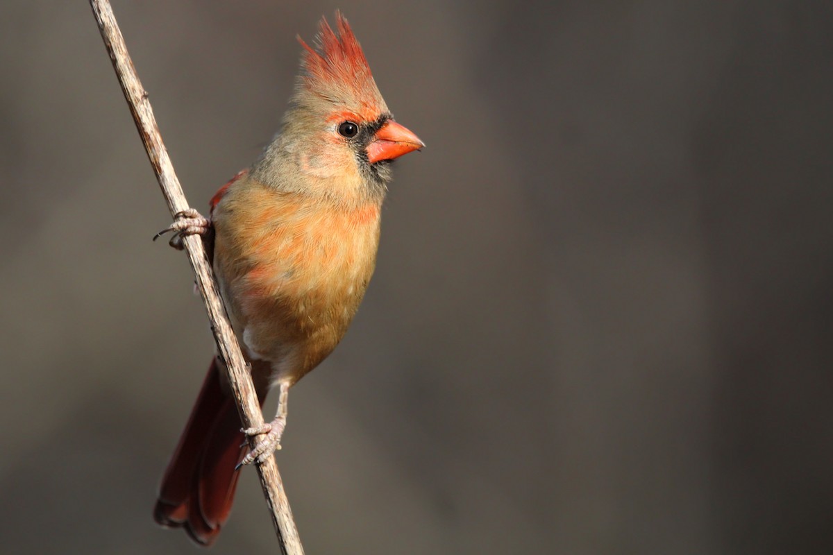 Northern Cardinal - ML651737073
