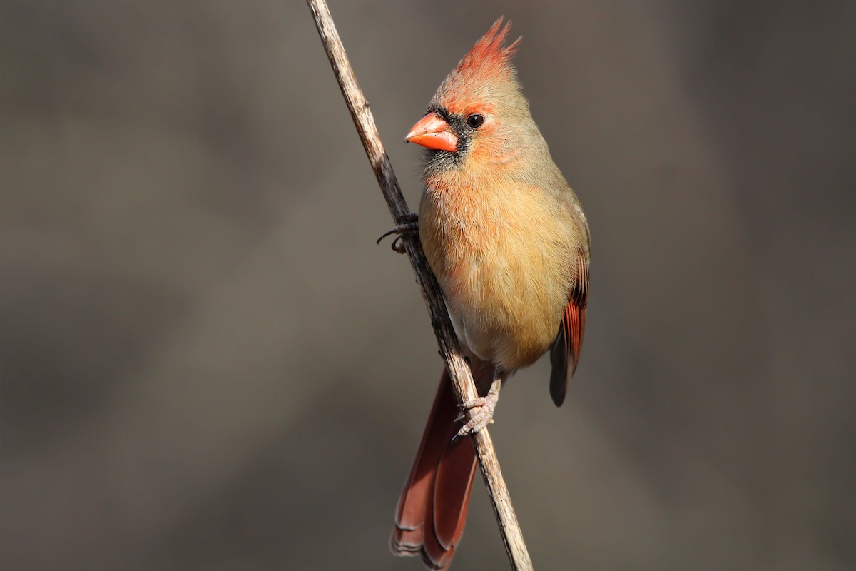 Northern Cardinal - ML651737074