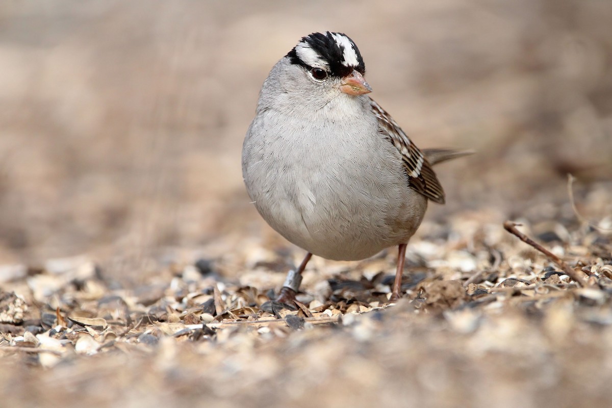 White-crowned Sparrow - ML651737240
