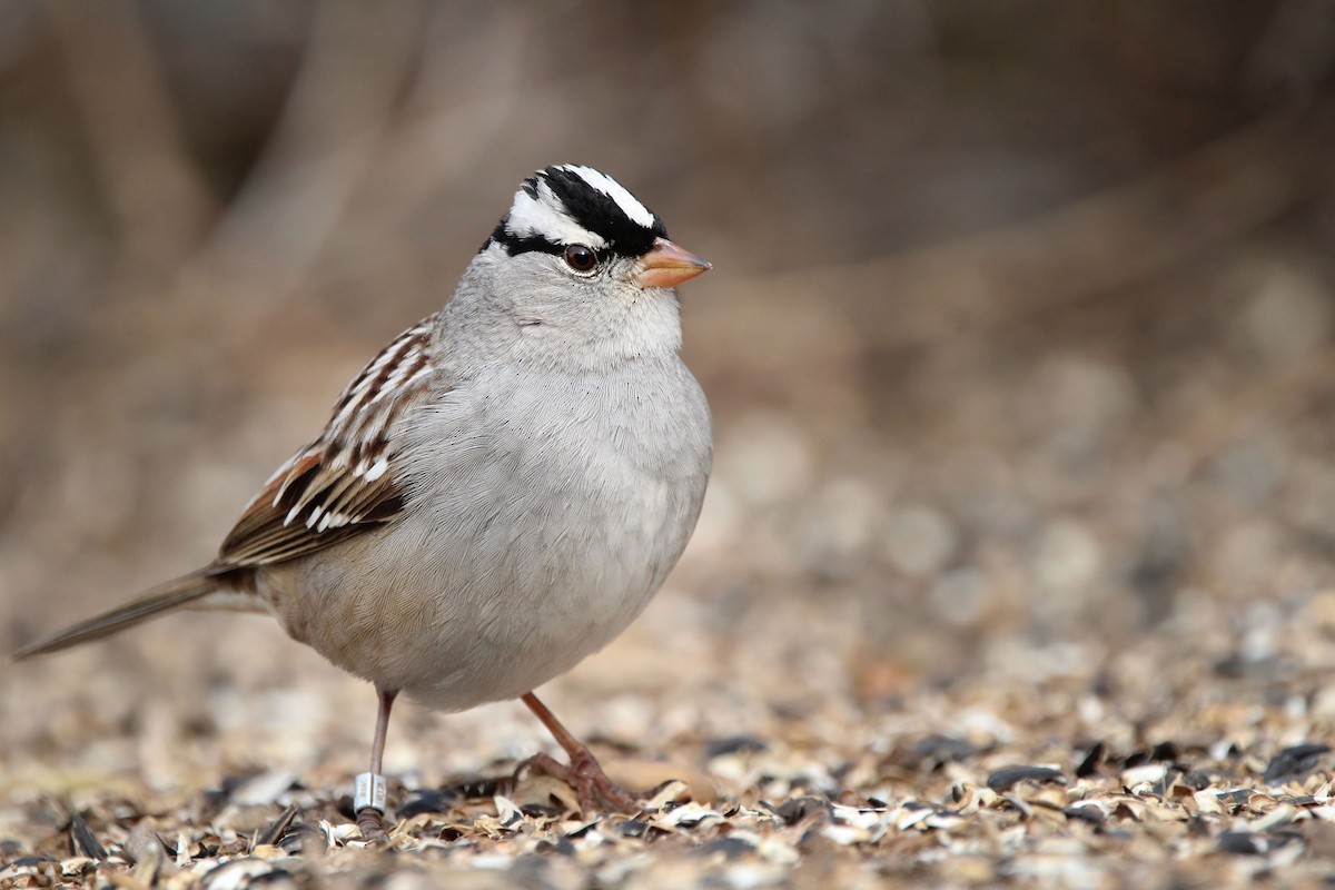 White-crowned Sparrow - ML651737241