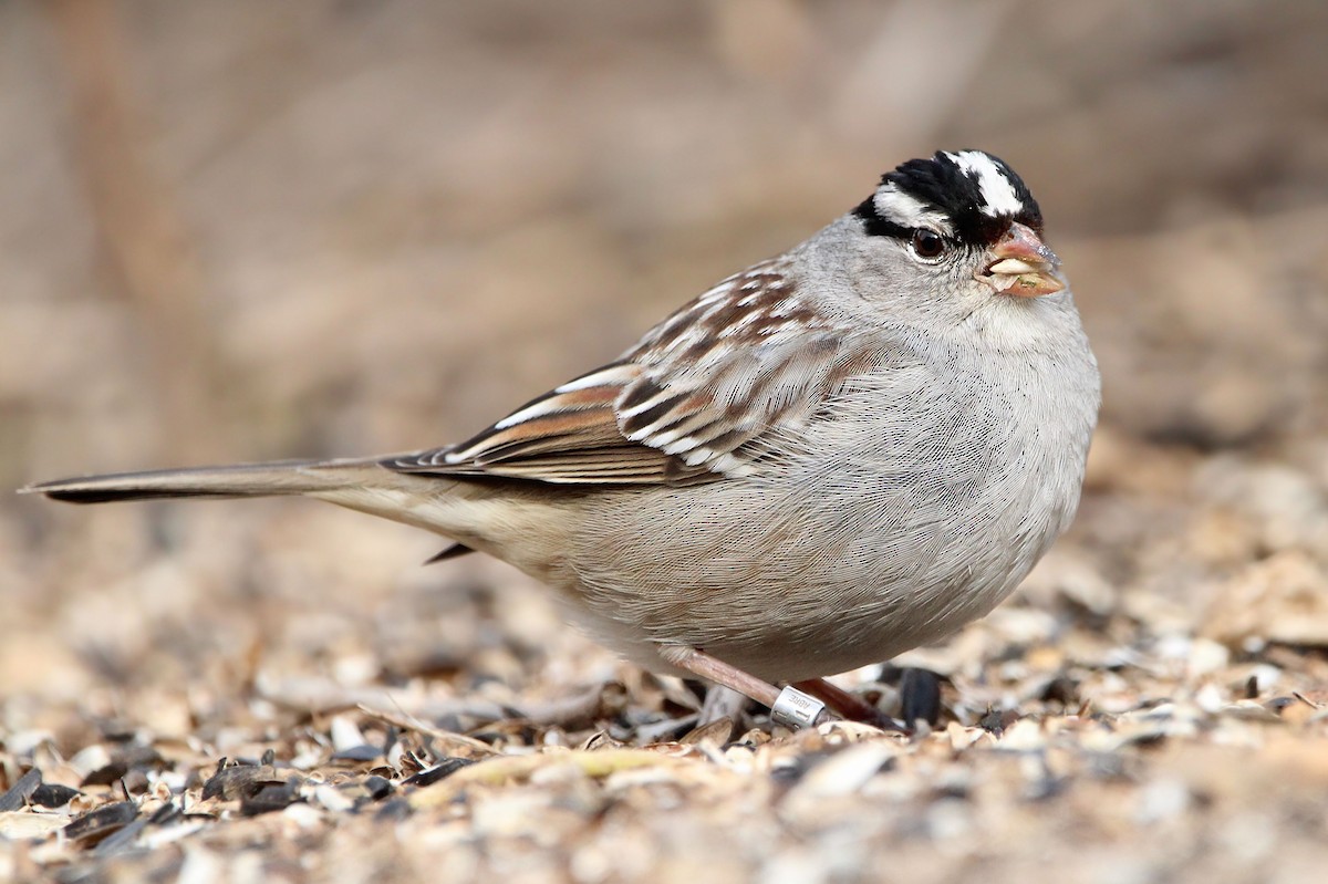 White-crowned Sparrow - ML651737242