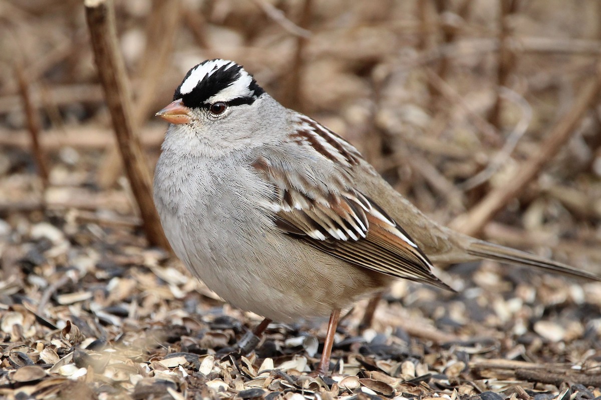 White-crowned Sparrow - ML651737244