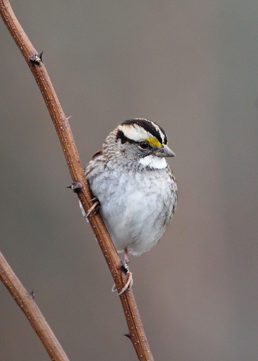White-throated Sparrow - ML651737371