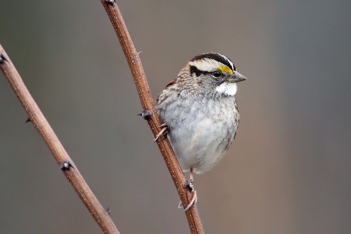 White-throated Sparrow - ML651737372