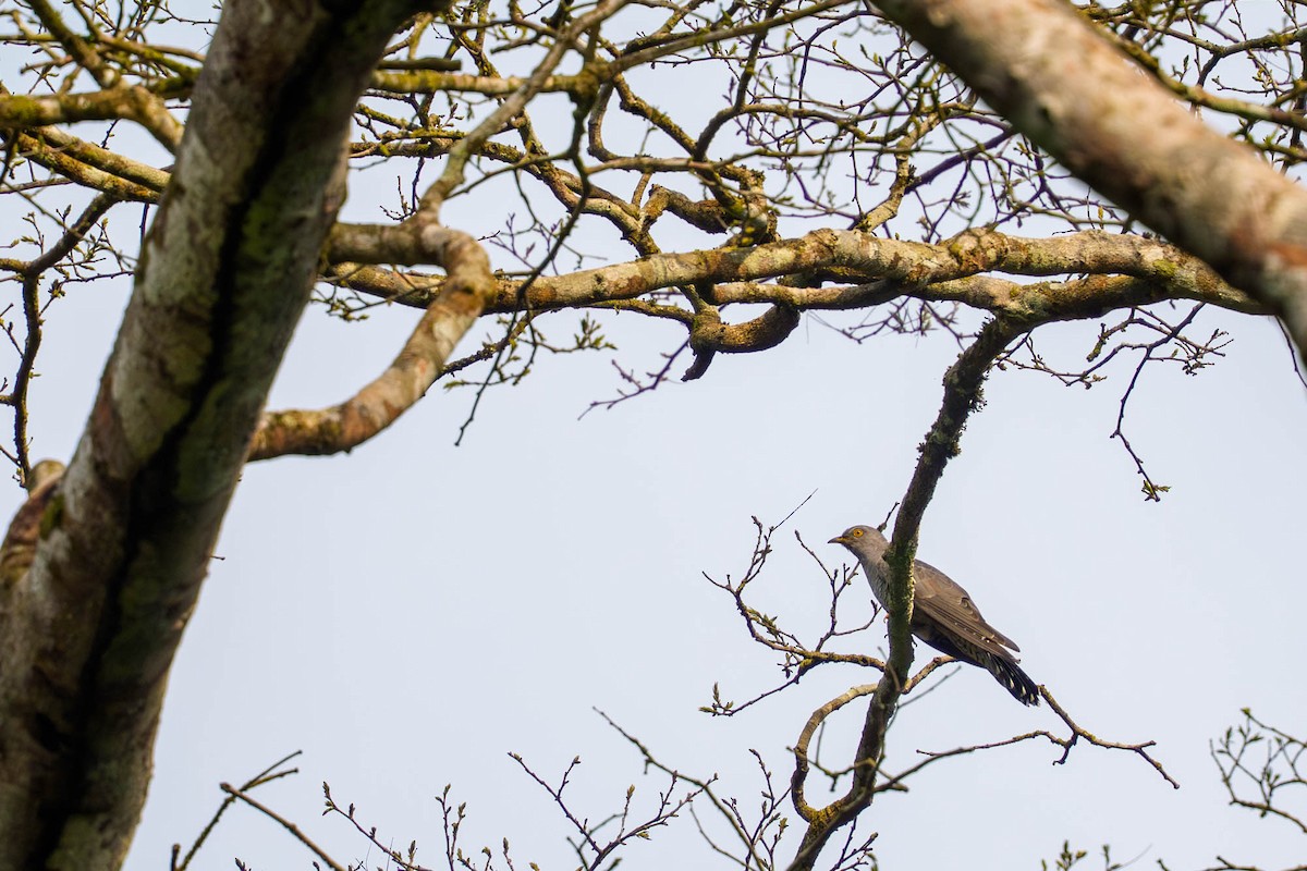Common Cuckoo - ML651737377