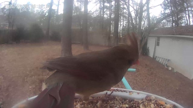 Red-bellied Woodpecker - ML651738163