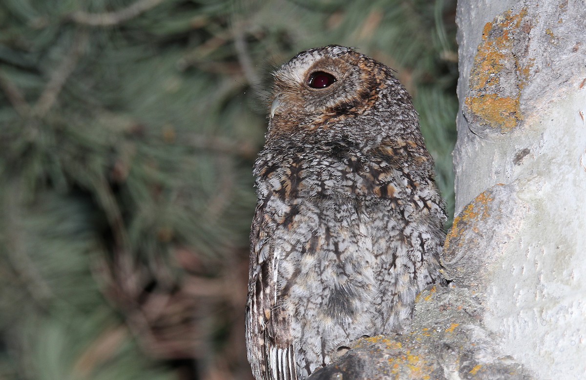 Flammulated Owl - ML651738289