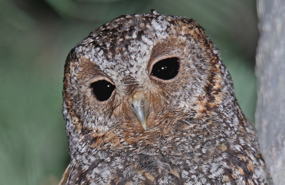 Flammulated Owl - ML651738290