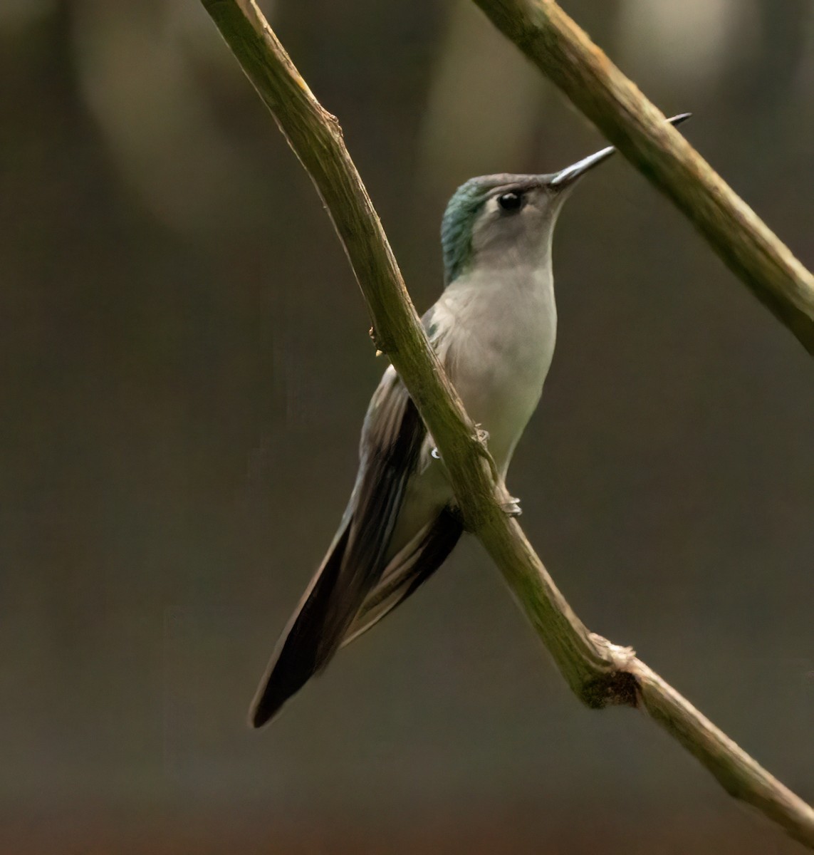 mexicosabelvinge - ML651739302