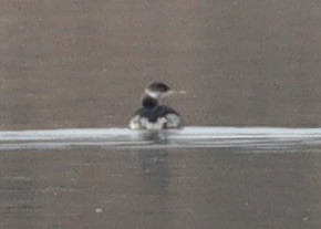 Red-necked Grebe - ML651739439