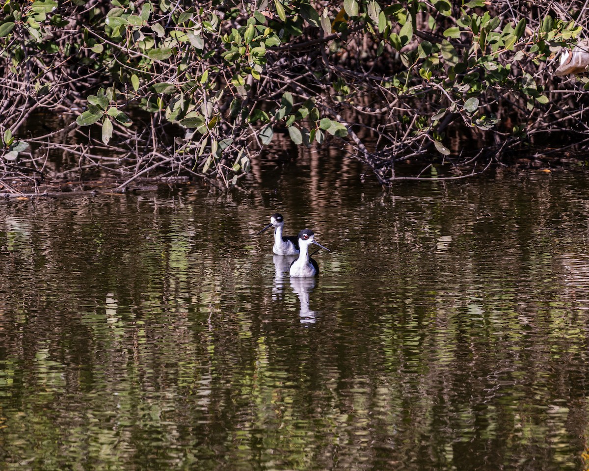 クロエリセイタカシギ - ML651739827