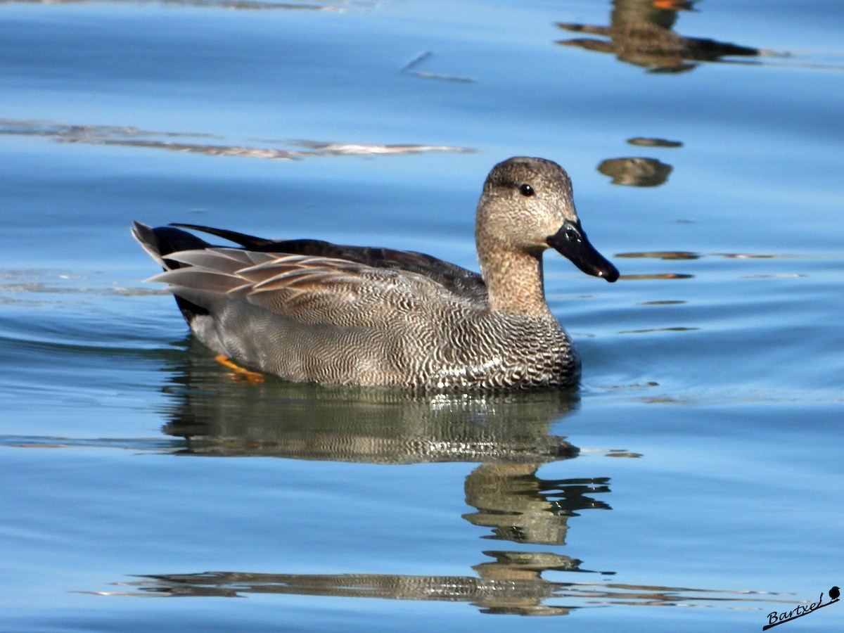 eBird Checklist - 26 Feb 2026 - Txingudi--General Area (please consider ...