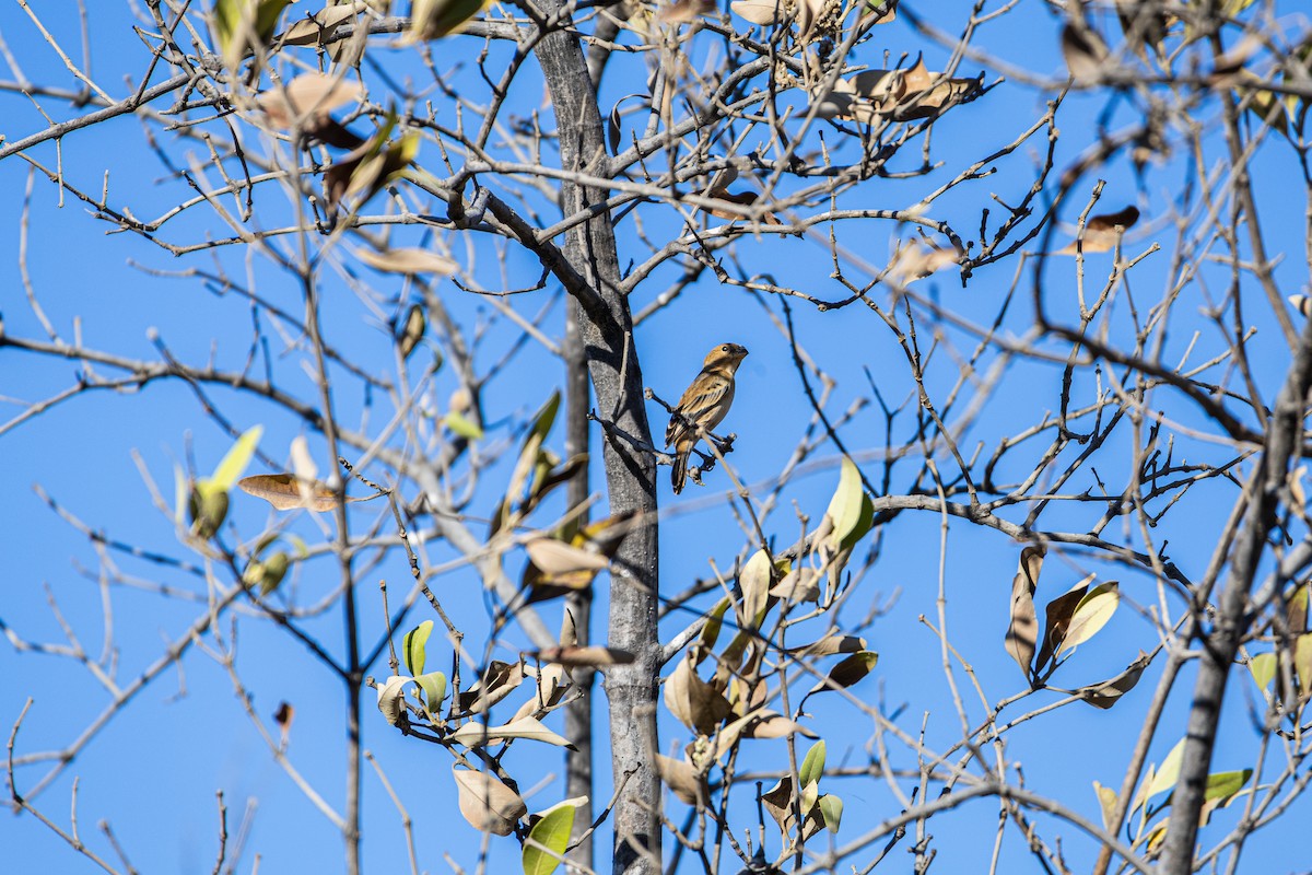 アカハラヒメウソ - ML651739888