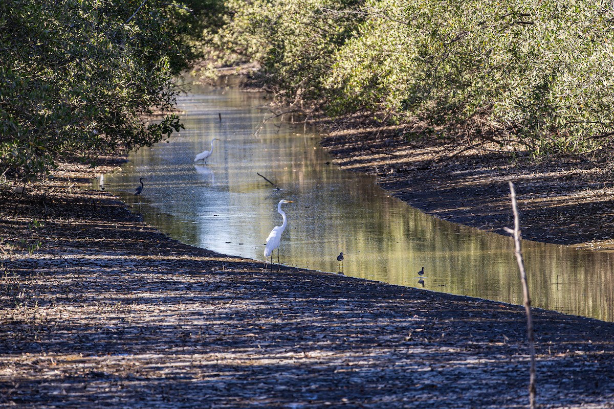 ダイサギ - ML651739936