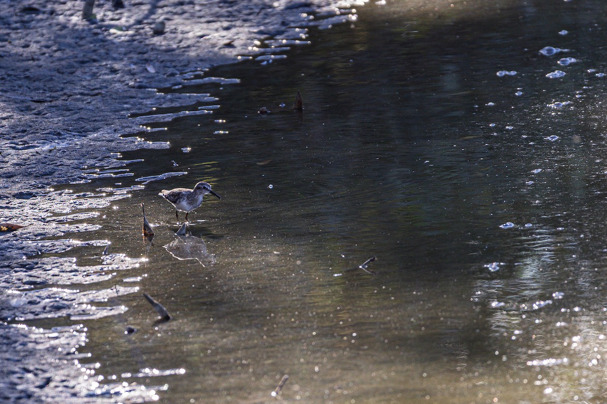 アメリカヒバリシギ - ML651740003