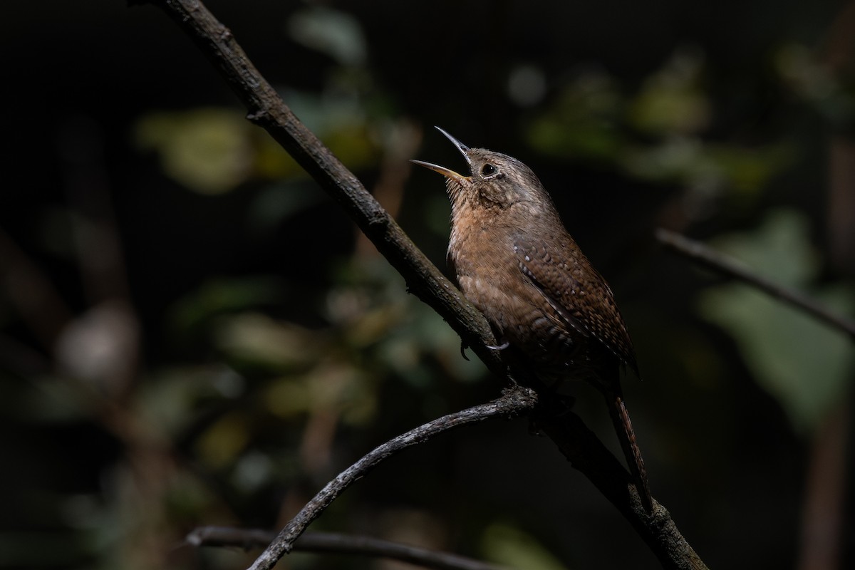Northern House Wren - ML651740059