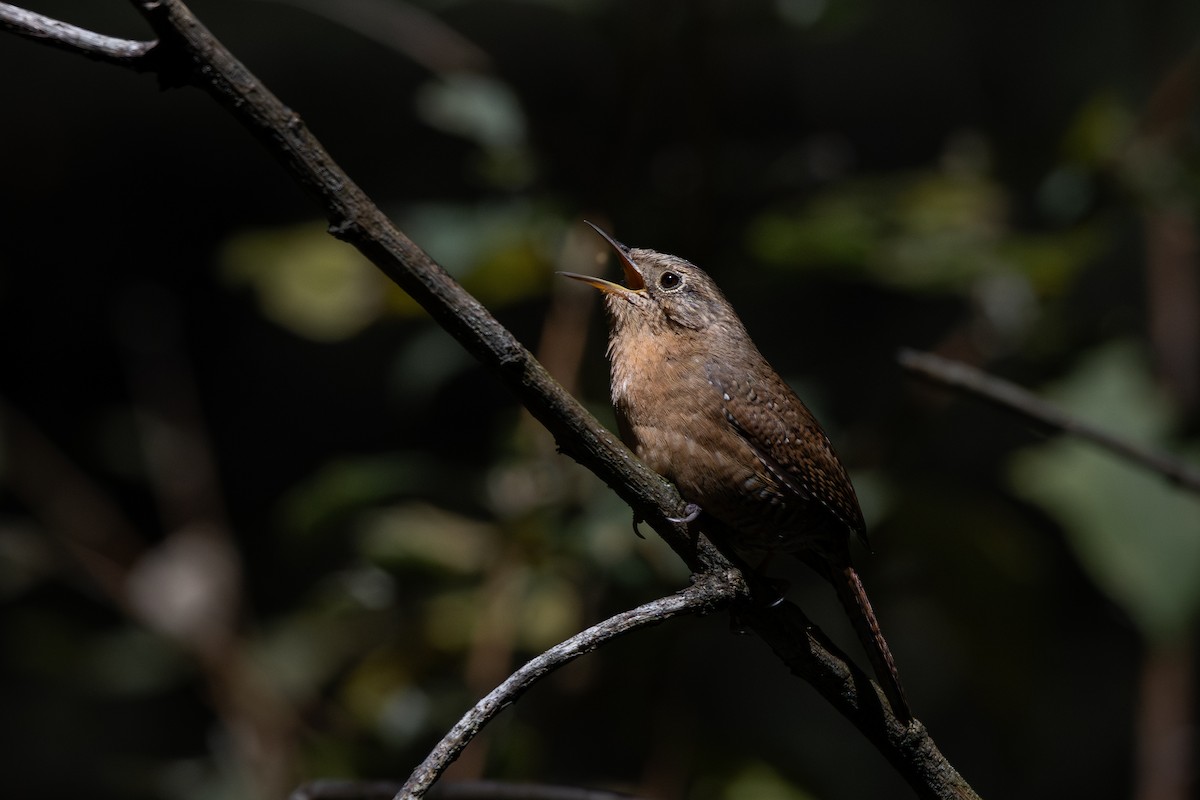Northern House Wren - ML651740060