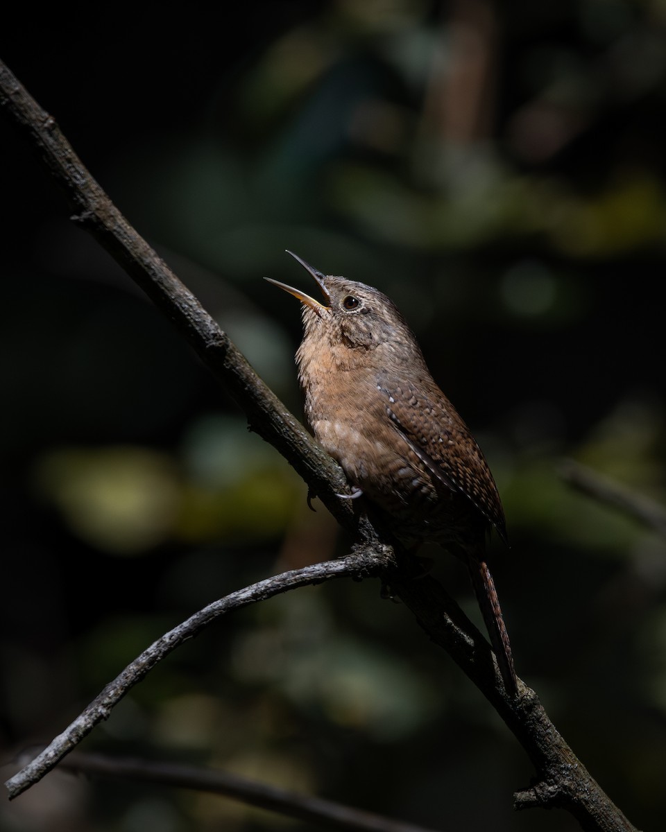 Northern House Wren - ML651740061