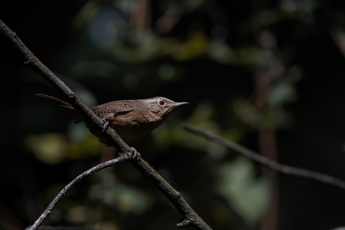 Northern House Wren - ML651740062