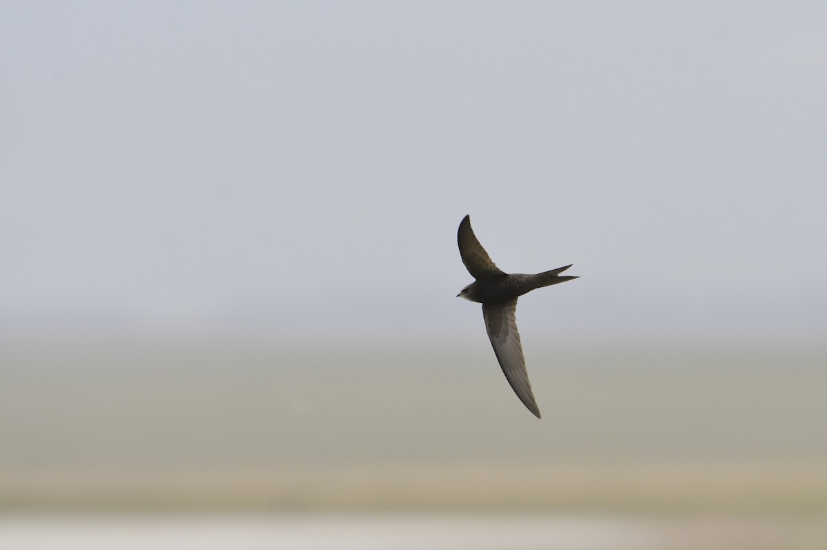 tårnseiler - ML651740295