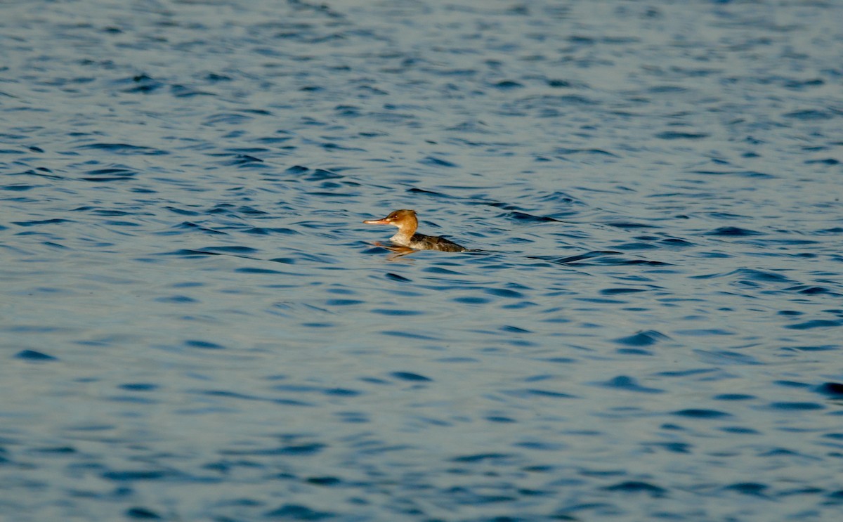 Harle huppé - ML651740796