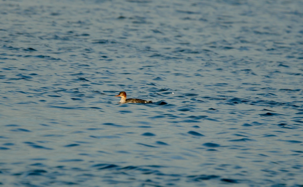 Harle huppé - ML651740797