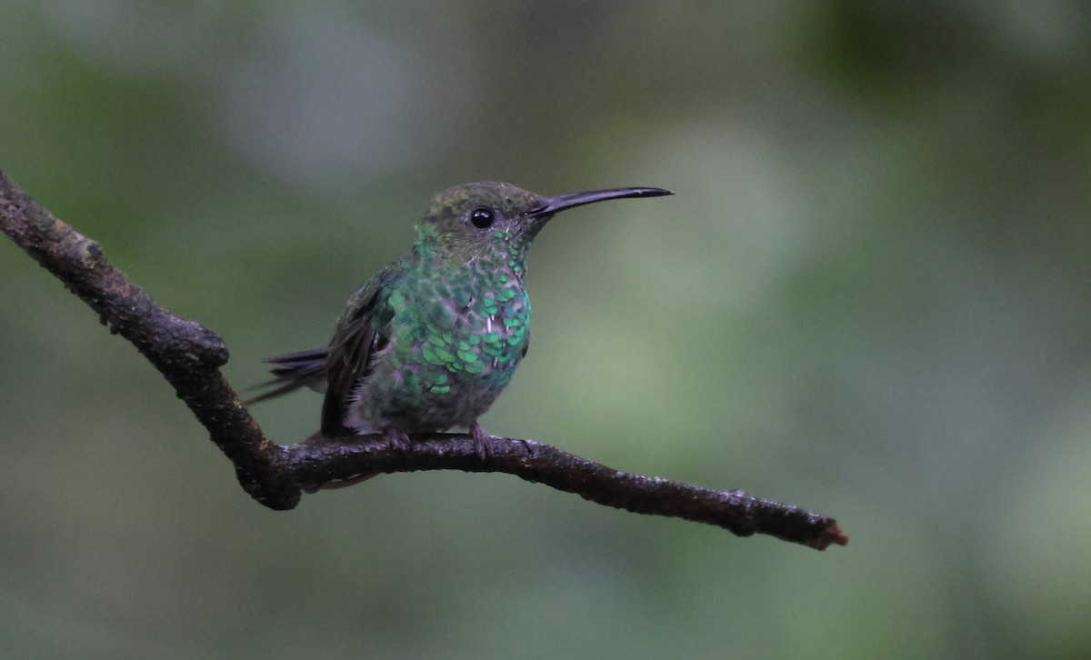 White-vented Plumeleteer - ML651741000